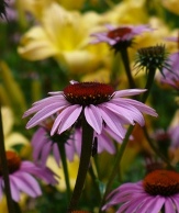 Cut Flowers copyright � almostedenplants.com